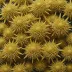 Strongylocentrotus nudus