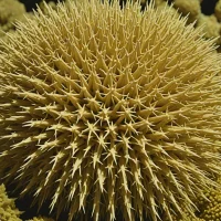 Salmacis dussumieri