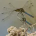 Seaside Dragonlet