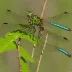 Southeastern Spinyleg