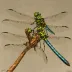 Skillet Clubtail