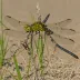 Sandhill Clubtail