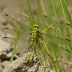 Sulphur-tipped Clubtail