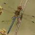 Spiny Baskettail