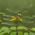 Stream Cruiser