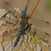 Shadow Darner