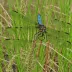 Sedge Darner