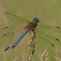 Scarce Chaser