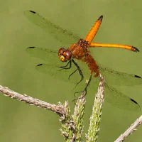 Saffron-winged Meadowhawk