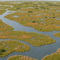 San Francisco Bay Salt Marshes