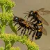 Sonoran Carpenter Bee (Xylocopa sonorina)