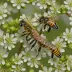 Southeastern Blueberry Bee (Habropoda laboriosa)