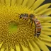 Sunflower Bee (Svastra obliqua)