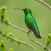 Short-tailed Emerald