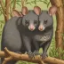 Short-eared brushtail possum