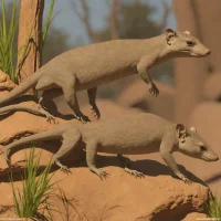 Sandstone pseudantechinus