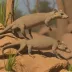 Sandstone pseudantechinus