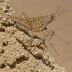 Speckle-winged Grasshopper (Arphia conspersa)