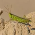 Small-headed Range Grasshopper (Cibolacris parviceps)
