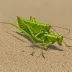 Seaside Grasshopper (Psinidia fenestralis)