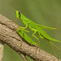 Slant-faced Grasshopper (Spathosternum prasiniferum)