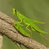Slant-faced Grasshopper (Spathosternum prasiniferum)