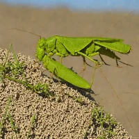South American Locust (Schistocerca paranensis)