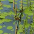 Swamp Darner