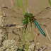Stripe-winged Baskettail