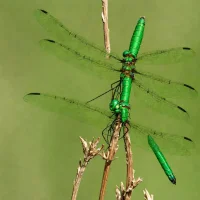Ski-tipped Emerald