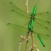 Ski-tipped Emerald