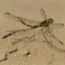 Sand Snaketail