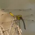 Southern Skimmer