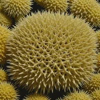 Sandalia trituberculata