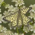 Spotted oleander moth