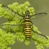 Six-belted clearwing moth