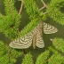Spruce budworm moth