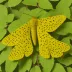 Sycamore moth