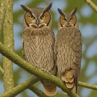 Serendib Scops Owl