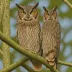 Serendib Scops Owl