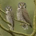 Sula Hawk-Owl
