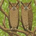 Sulu Scops Owl