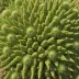 Sea Urchin Cactus (Astrophytum capricorne)