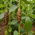 SOMA Semuliki Forest, Uganda 70%