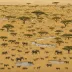 Serengeti-Mara ecosystem
