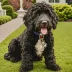 Spot (Bush Jr.)