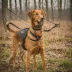 SportDOG TEK 1.0