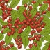 Schisandra Berry