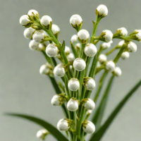 Senecio rowleyanus 'String of Pearls'