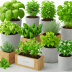 Sprouty Herb Garden Kit